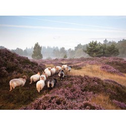 Schapen op heide 70x50cm Tuinschilderij