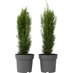 Italiaanse Cipres - Set van 2 - Cupressus 'Totem' - Hoogte 60-80cm - ⌀19cm