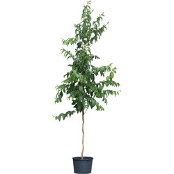 Zevenzonenboom hoogstam Heptacodium Miconioides 275 cm