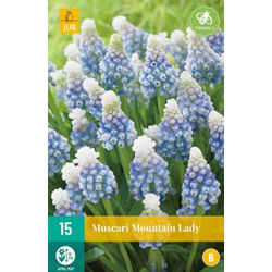 Muscari Mountain Lady