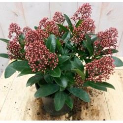 Skimmia rood 20 cm