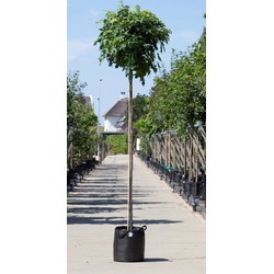 Amberboom bolvorm Liqiudambar s. Gum Ball h 260 cm st. omtrek 8 cm st. h 220 cm