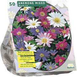 Anemone Blanda Mix per 50 bloembollen