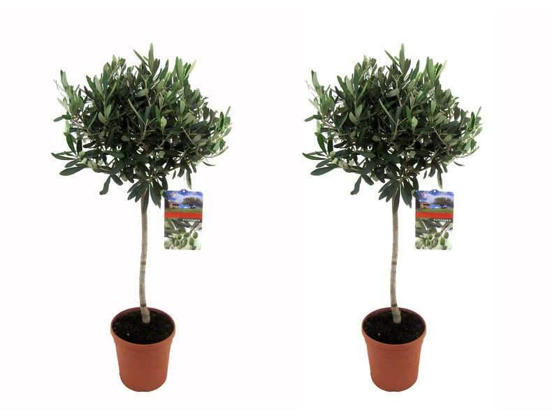 Floraya - 2 Olijfbomen op stam - Hoogte 80-100 cm - 