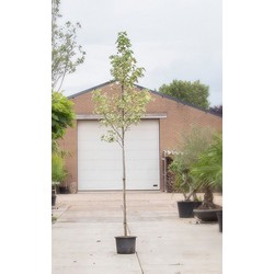 Bontbladige amberboom Liquidambar st. Silver King h 250 cm st. omtrek 8 cm