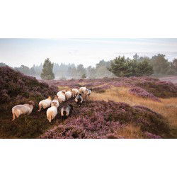Schapen op heide 130x70cm Tuinschilderij