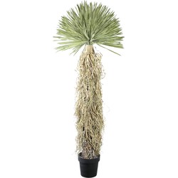 PTMD Tree Green yucca tree in plastic pot