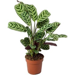 Ctenanthe 'gebedsplant' - Burle-marxii - Pot 12cm - Hoogte 25-40cm