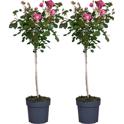 Stamroos - Set van 2 - Rosa palace 'Topkapi' - Hoogte 80-100cm - ⌀19cm