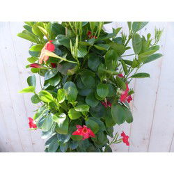 Dipladenia Mandevilla Sundaville Rood 140 cm