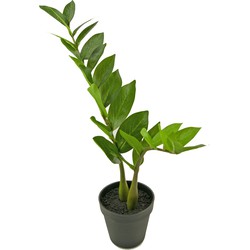 Kunstplant Zamioculcas 50 cm