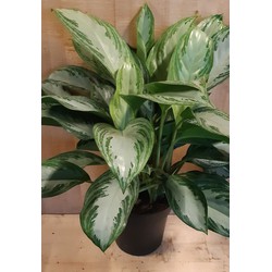 Aglaonema kamerplant