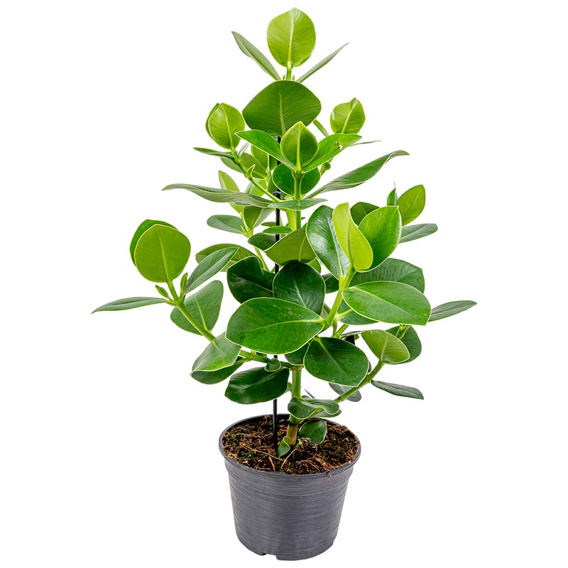 Floraya - Clusia Rosea Princess | Varkensboom per stuk - Kamerplant in kwekerspot ⌀17 cm - ↕55 cm - 