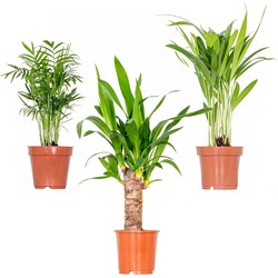 3x Tropische Palmen Mix – Dypsis-Chamaedorea-Yucca – Onderhoudsvriendelijk - ⌀12 cm - ↕20-45 cm