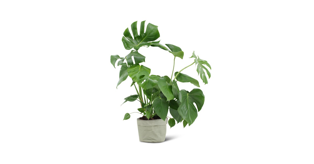 We Love Plants - Monstera Deliciosa + Plantbag Jade - 60 cm hoog - Gatenplant