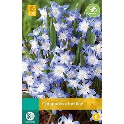 5 stuks - Chionodoxa luciliae 20 bollen