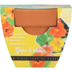 Grow gifts kweekset groeicadeautje oost-indische kers