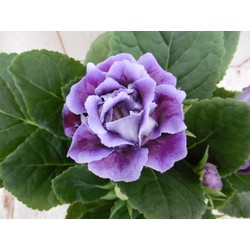 Kamerplant Gloxinia paars