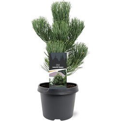 Pinus nigra Oregon Green 30-40 cm Conifeer