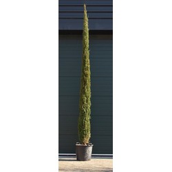 Italiaanse cipresboom Cupressus sempr. Pyramidalis h 425 cm - Warentuin Natuurlijk