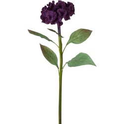 Tige de Celosia - Violet / 53 cm