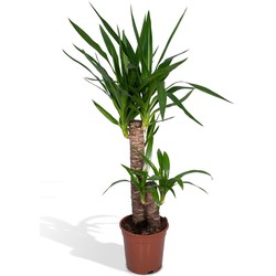 Hello Plants Yucca Elephantipes Palmlelie - Ø 17 cm - Hoogte: 85 cm