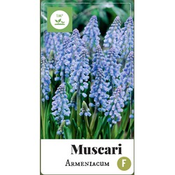 2 stuks - Muscari armeniacum 80 bollen