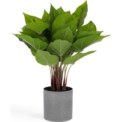 Kave Home - Kunstplant Anthurium 50 cm