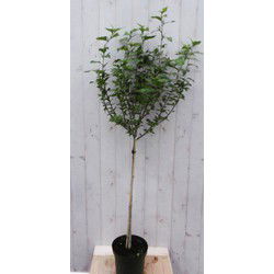 Hibiscus op stam Roze 180 cm stam 80 cm