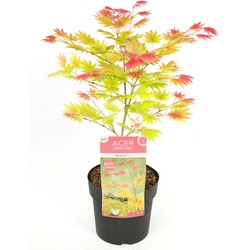 Acer palmatum 'Moonrise' - Japanse esdoorn - Pot 19cm - Hoogte 40-50cm