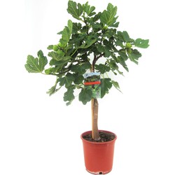 Ficus Carica - Fruitboom - Winterharde Vijgenboom - Pot 21cm - Hoogte 70-90cm