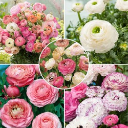 Ranunculus - Mix van 40 - Ranunculus bloembollen