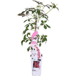Hello Plants Parthenocissus Henryana Wilde Wingerd - Klimplant - Ø 15 cm - Hoogte: 65 cm