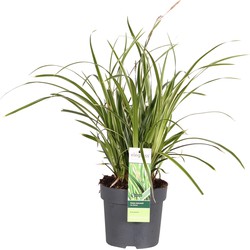 Hello Plants Carex Ice Dance Zegge - Siergras - Ø 14 cm - Hoogte: 30 cm