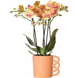Kolibri Orchids | Oranje Phalaenopsis orchidee – Jamaica + Happy Mug sierpot peach – potmaat Ø9cm – 35cm hoog | bloeiende kamerplant in bloempot - vers van de kweker