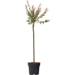 Bonte Wilg - Salix integra ´Flamingo' - Hoogte 90-110cm - Pot 19cm