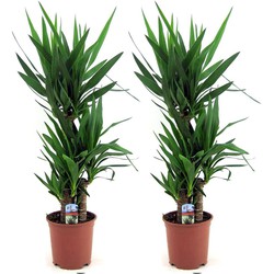 Yucca Elephantipes - Palmlelie - Set van 2 - Kamerpalm - ⌀21cm - Hoogte 70-80cm