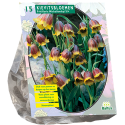 Fritillaria Michailovskyi per 15 bloembollen