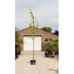 Gele valse Christusdoorn Gleditsia tr. Sunburst h 350 cm st. omtrek 12 cm