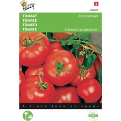 2 stuks - Tomaten Moneymaker