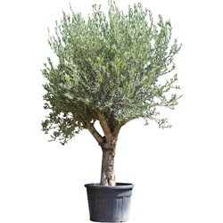 Olijfboom Olea europaea 200 cm - Warentuin Natuurlijk