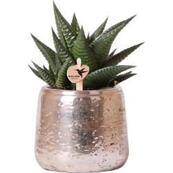 Kolibri Greens | Groene plant - Succulent Haworthia Limifolia in Luxury pot zilver - potmaat Ø9cm - groene kamerplant - vers van de kweker