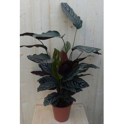 Calathea Ornata Pauwenplant met roze strepen 60 cm