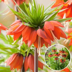 Fritillaria Rubra - Bloembollen - Set van 3 - Rode Kievietsbloem