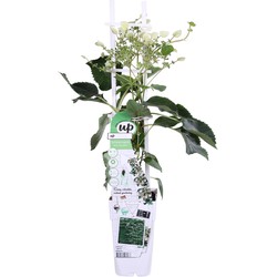 Hello Plants Schizophragma Hydrangeoides Snow Sensation Klimhortensia - Klimplant - Ø 15 cm - Hoogte: 65 cm