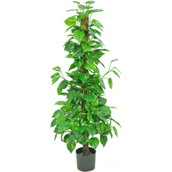 Hoyz Greenery - Kunstplant Pothos 150 cm