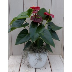 Flamingoplant Anthurium rood in witte pot 40 cm - Warentuin Natuurlijk