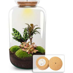 URBANJNGL - Planten terrarium - Sven XL Palm - Met verlichting in kurk - Ecosysteem plant - ↑ 37 cm