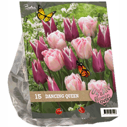 2 stuks - Urban Flowers Dancing queen per 15