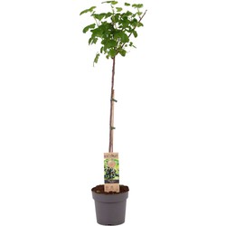 Ribes Nigrum 'Titania' - Zwarte aalbes - Fruitboom - ⌀21cm - Hoogte 90-100cm